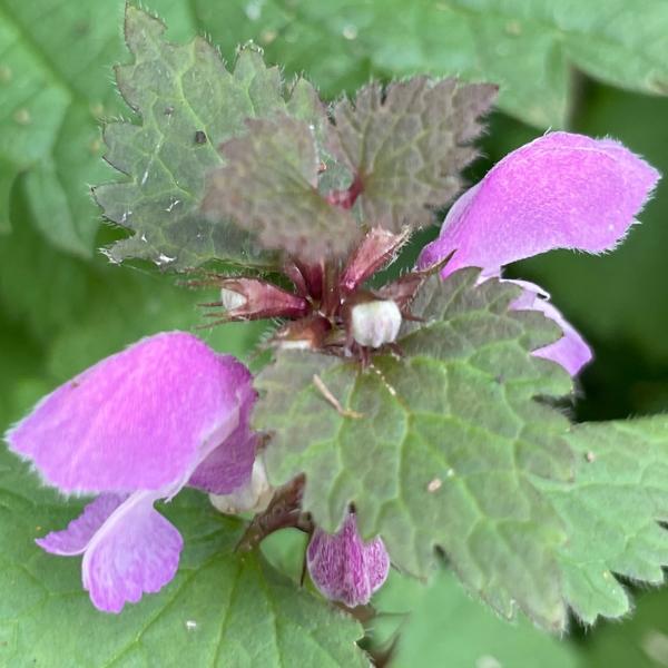 Gevlekte dovenetel (Lamium maculatum)
